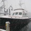 snow showers in Sitka.jpg